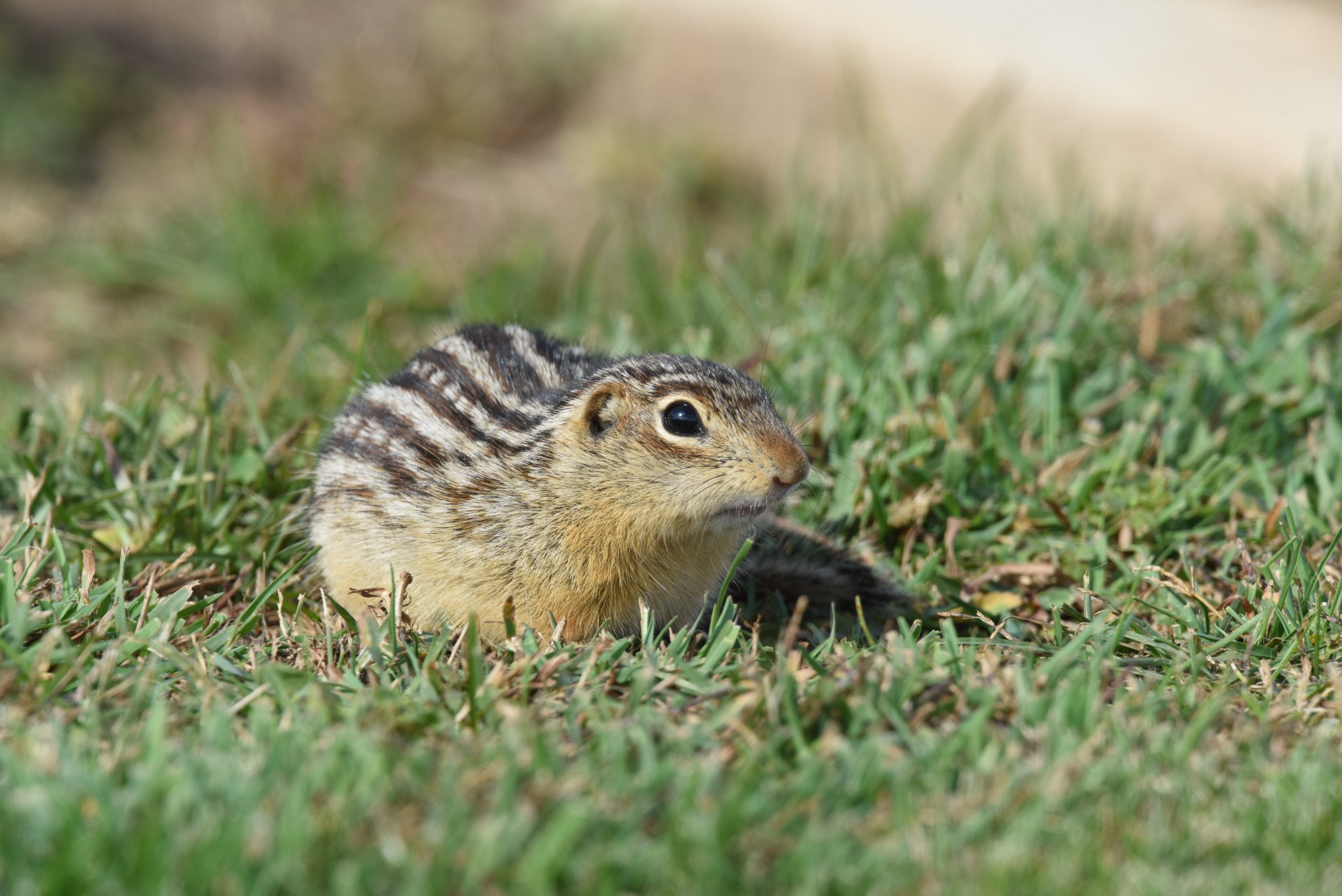 Wildlife Wednesday The Thirteen Lined Ground Squirrel The Mount